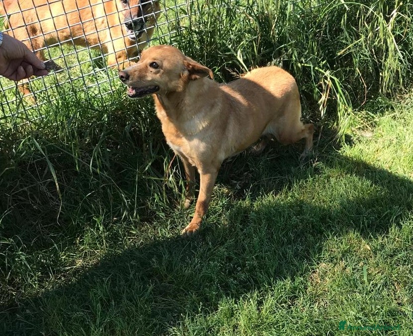 Meticcio cani SCARY volpina bionda merita una famiglia a Provincia di Latina - Annuncio 40