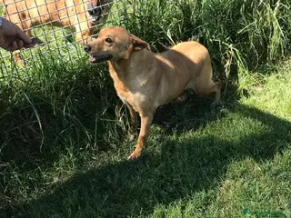 Meticcio cani SCARY volpina bionda merita una famiglia a Provincia di Latina - Annuncio 19