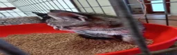 Europeo gatti in regalo: due cuccioli 2 mesi cercano casa❤️❤️ - Annuncio 3