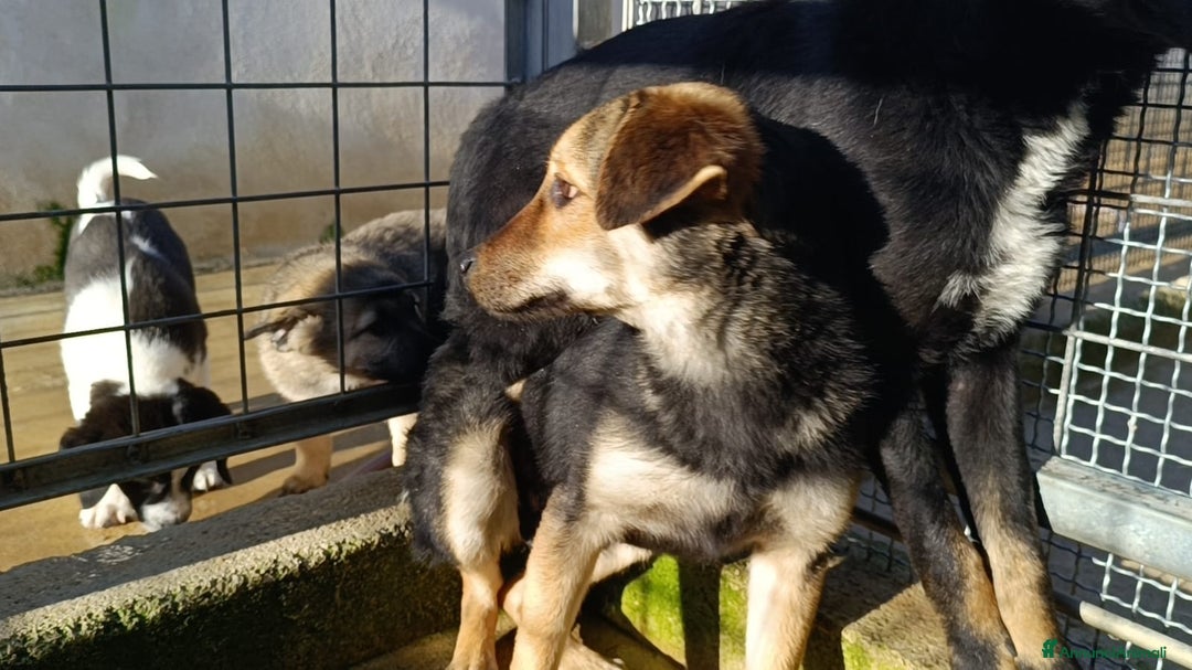 Meticcio cani in regalo: Andrea: 1anno taglia contenuta timido dolce  a Città Metropolitana di Genova - Immagine 7