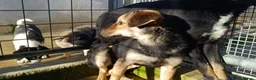 Meticcio cani in regalo: Andrea: 2 anni, timido e dolce - Annuncio 9