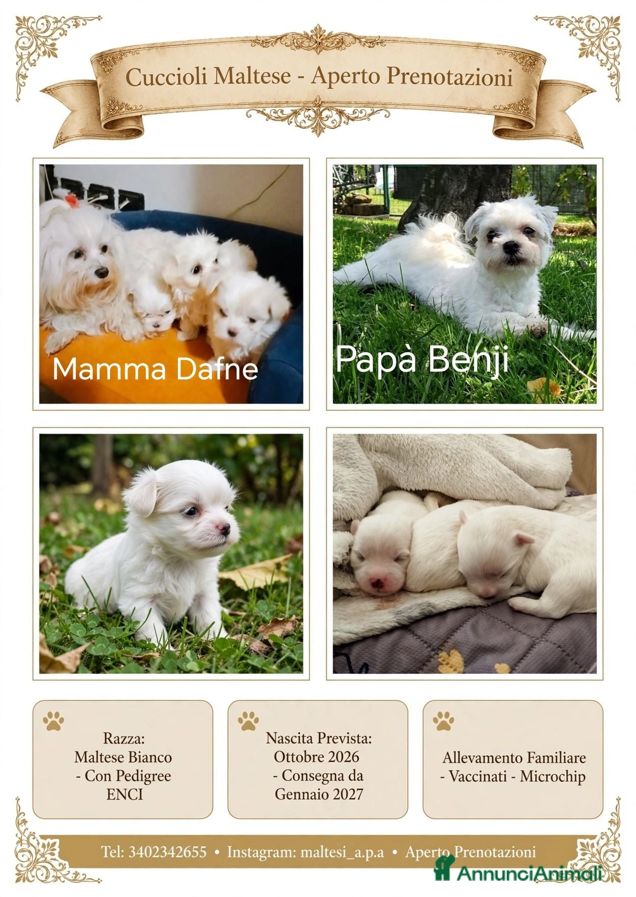 Maltese cani Prenotazione cuccioli di Maltese - Ottobre 2026 - Annuncio 2