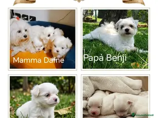 Maltese cani Prenotazione cuccioli di Maltese - Ottobre 2026 - Annuncio 2