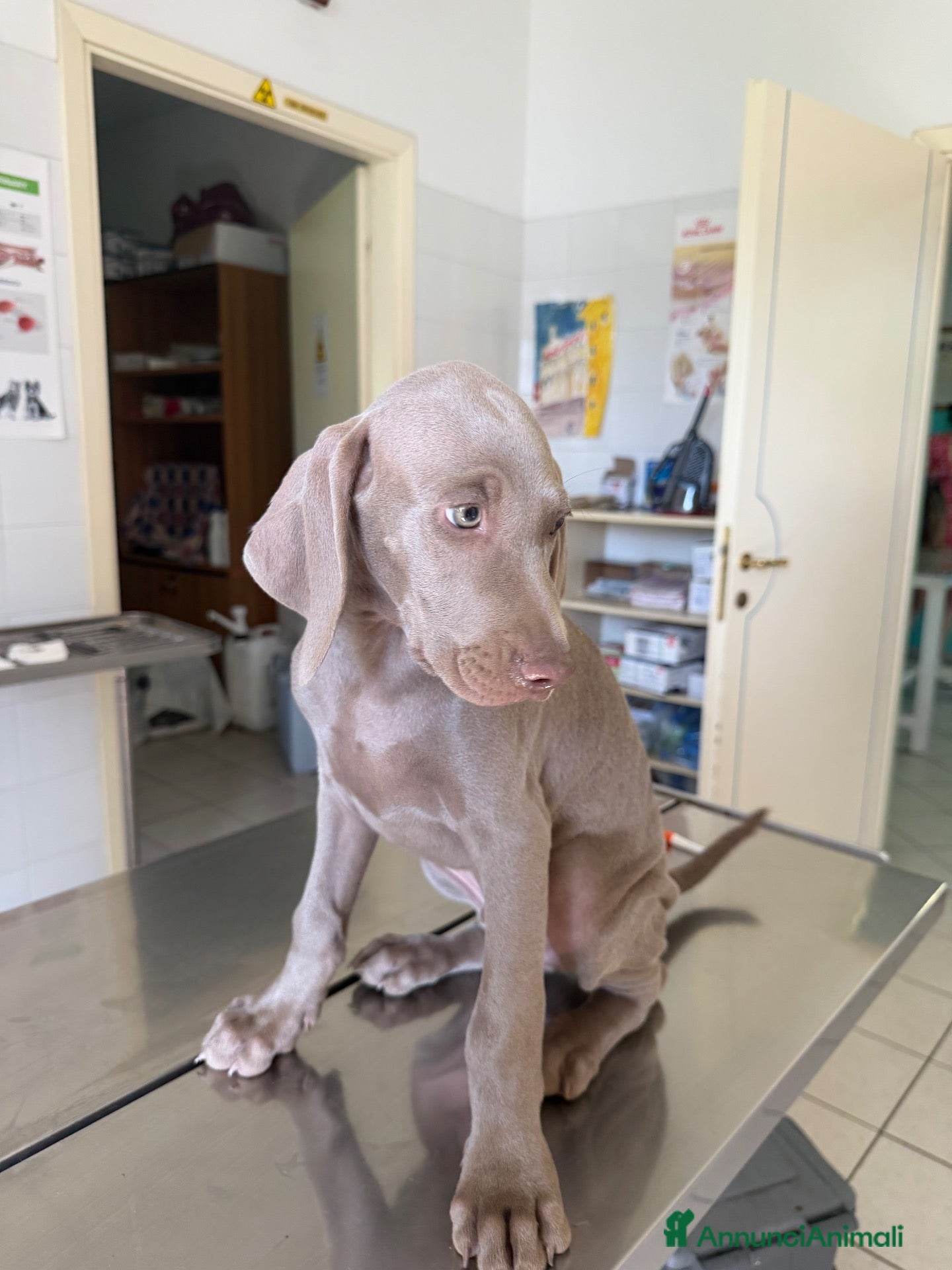 Weimaraner cani Cucciolo weimaraner - Annuncio 2