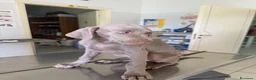 Weimaraner cani in vendita: Cucciolo weimaraner - Annuncio 1