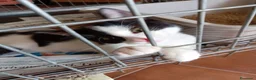 Europeo gatti in regalo: gatti cuccioli 2 mesi cercano casa❤️ - Annuncio 6