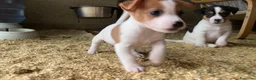 Jack Russell cani in vendita: Jack Russell terrier femmina pelo corto pedigree - Annuncio 9