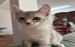 Maine Coon gatti in vendita: Dolcissimo cucciolo di Maine coon disponibile  a Città metropolitana di Roma Capitale - Immagine 5