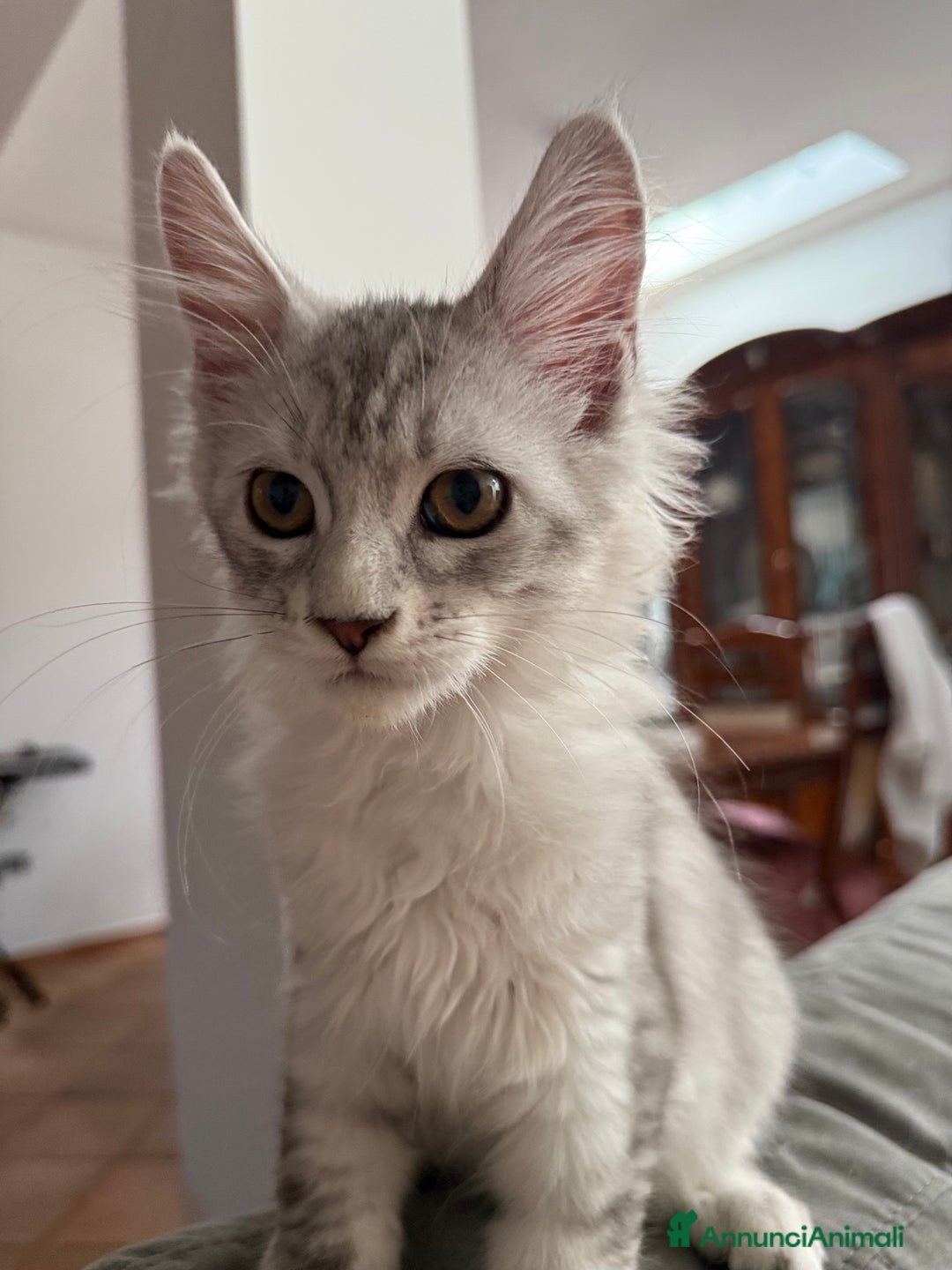 Maine Coon gatti in vendita: Dolcissimo cucciolo di Maine coon disponibile  a Città metropolitana di Roma Capitale - Immagine 5