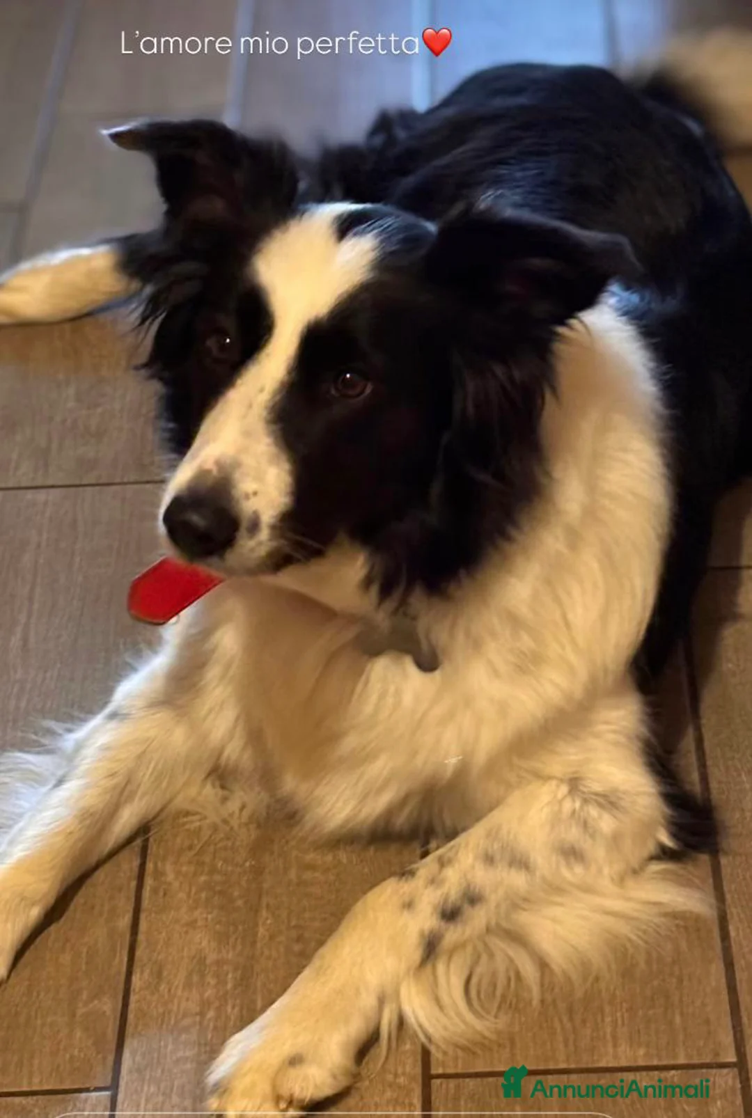 Border Collie cani in vendita: 4 CUCCIOLI IN CERCA DI AVVENTURA - Annuncio 1