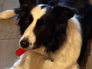 Border Collie cani 4 CUCCIOLI IN CERCA DI AVVENTURA - Annuncio 1