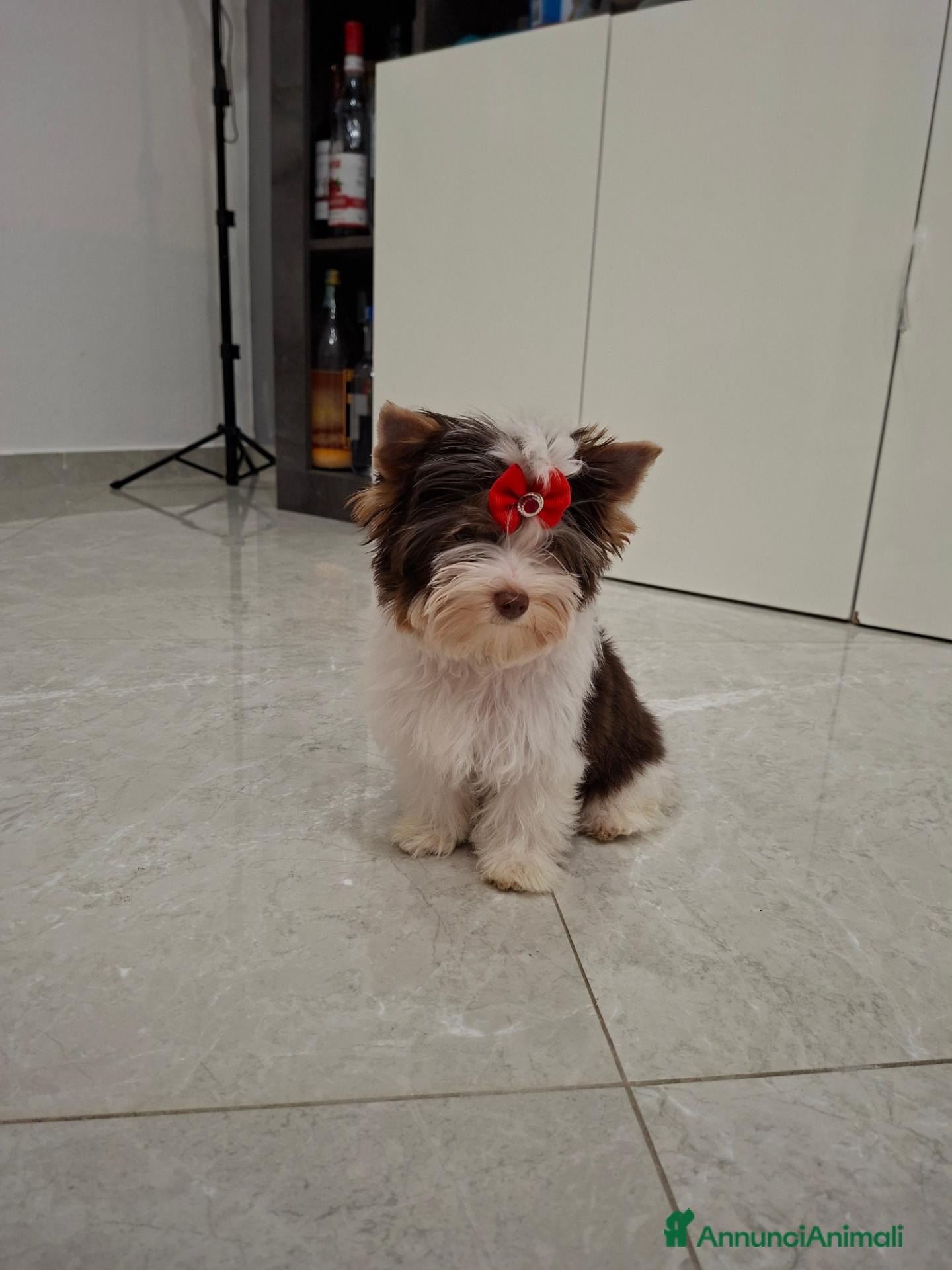 Biewer Terrier cani Cucciolo yorkshire biewer terrier  - Annuncio 1