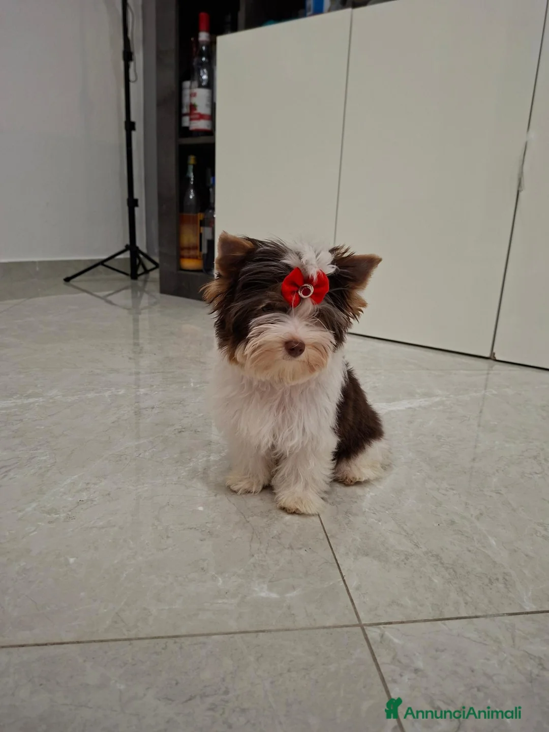 Biewer Terrier cani in vendita: Cucciolo yorkshire biewer terrier  - Annuncio 1