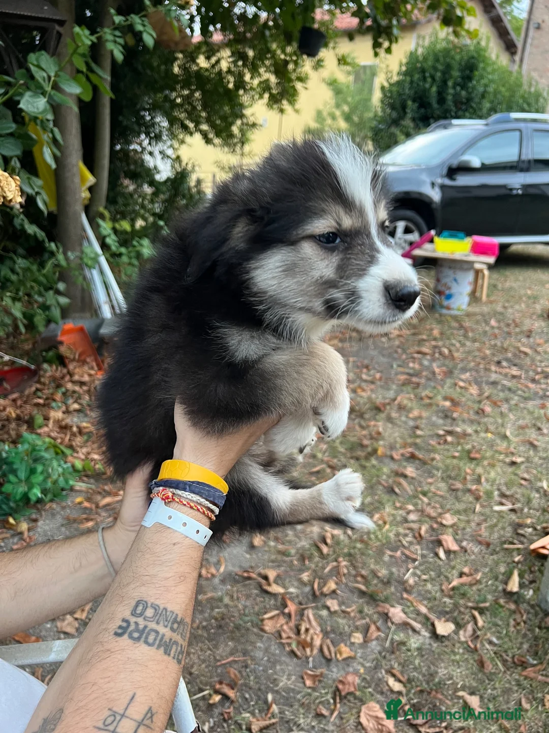 Australian Shepherd cani in vendita: Cuccioli pastore australiano  - Annuncio 2