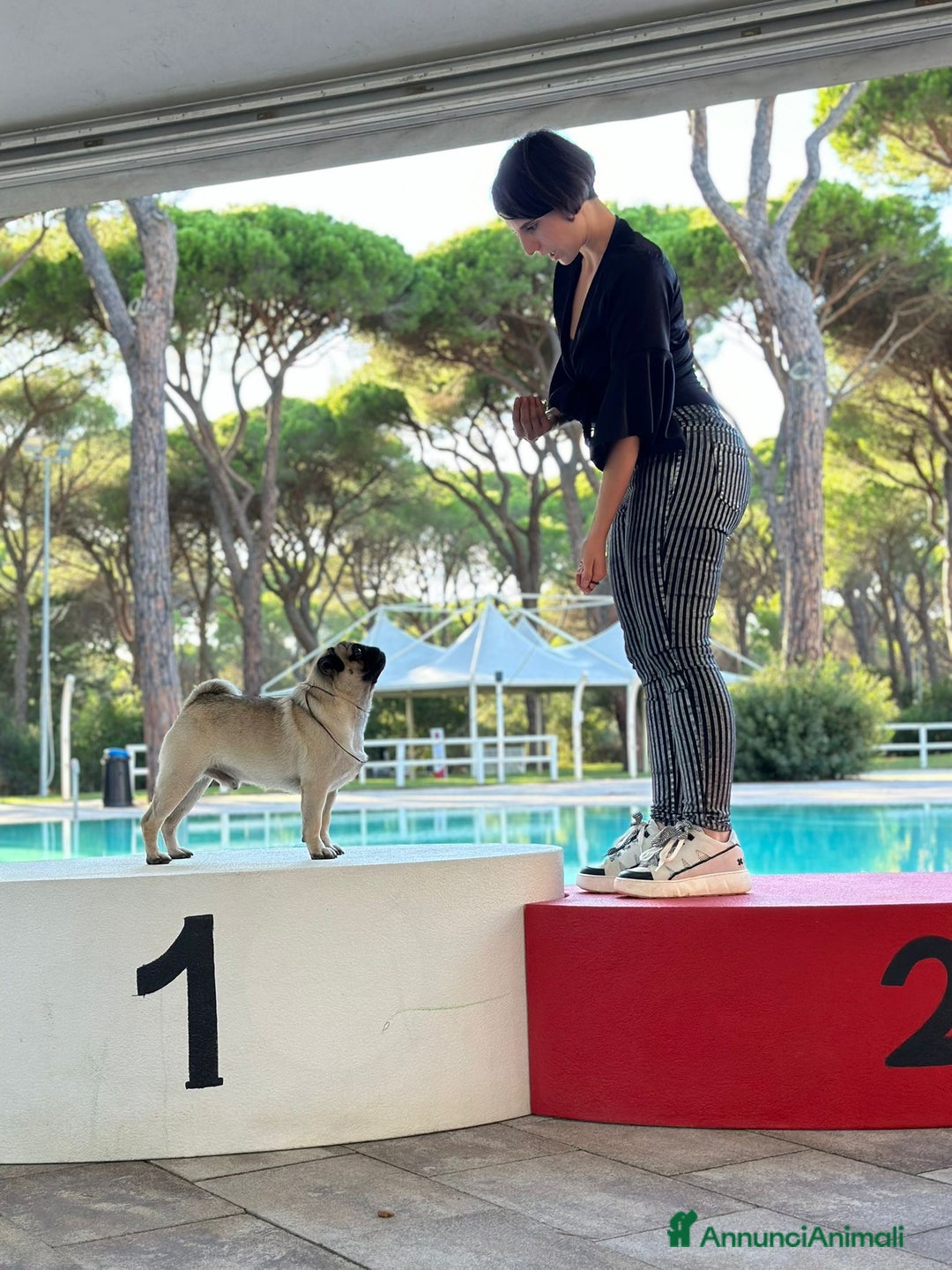 Carlino cani in vendita: Carlino- cucciolo Allevamento ENCI-FCI - Annuncio 3