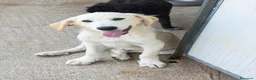 Meticcio cani in regalo: Buddy a Provincia di Padova - Annuncio 2
