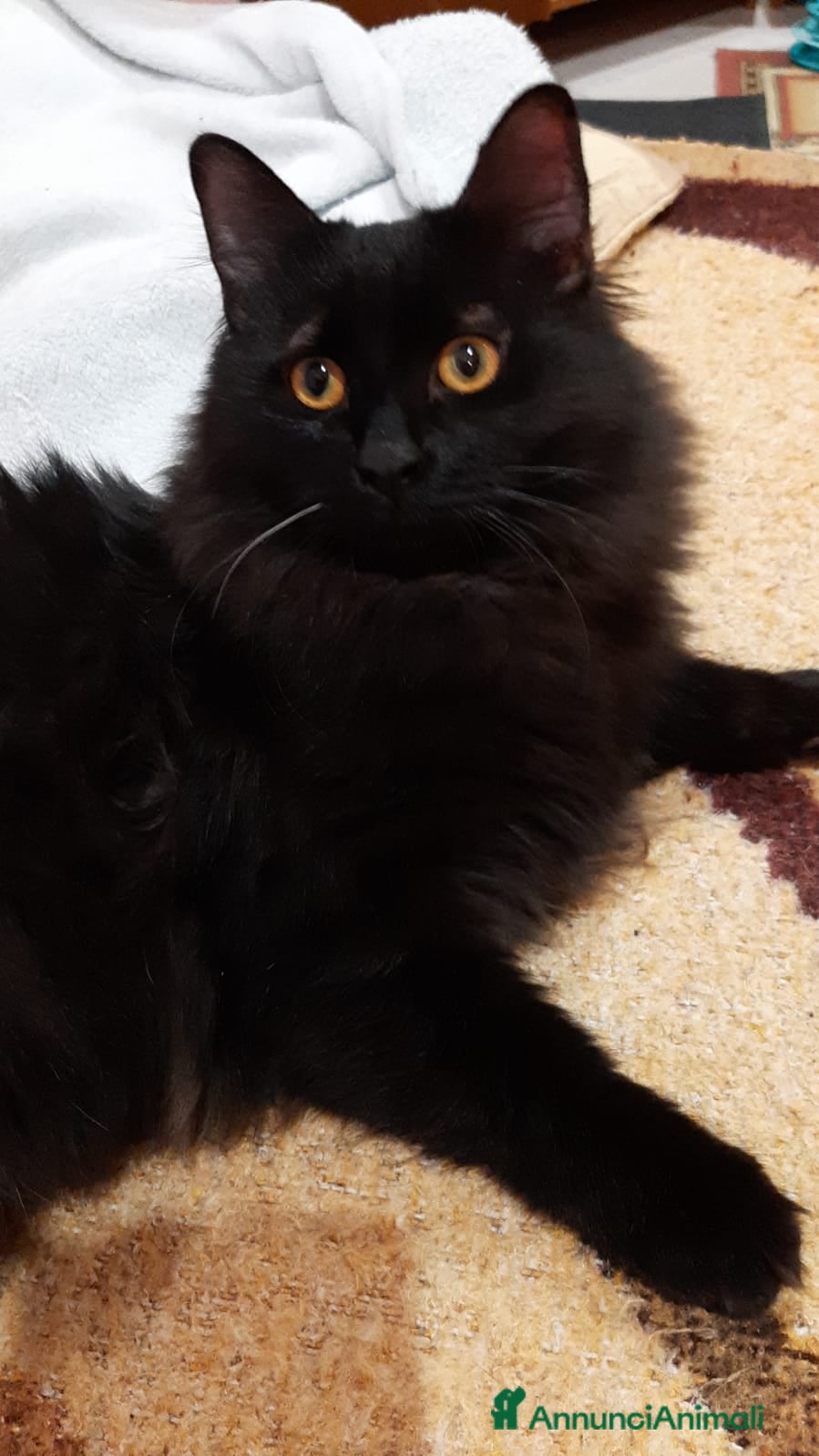 Europeo gatti PAMY E PELU - Annuncio 2