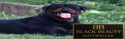Rottweiler cani in vendita: Cuccioli Rottweiler con pedigree enci - Annuncio 3