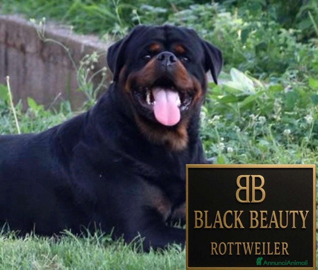 Rottweiler cani in vendita: Cuccioli Rottweiler con pedigree enci - Annuncio 3