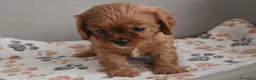 Cavalier King cani in vendita: Cuccioli di Cavalier king ruby - Annuncio 4