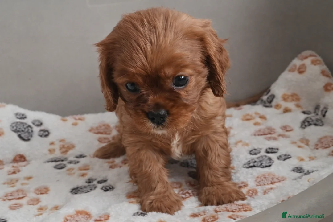 Cavalier King cani in vendita: Cuccioli di Cavalier king ruby - Annuncio 4