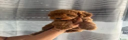 Barboncino cani in vendita: Meravigliosi cuccioli di Barbone nano Red  - Annuncio 12