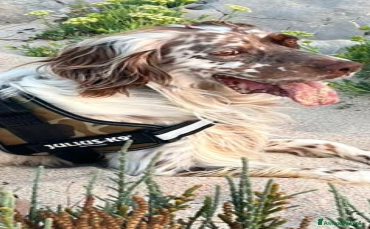 Setter Inglese cani a Città metropolitana di Palermo - Annuncio 1