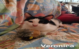 Europeo gatti in regalo: Veronica e Carla cercano casa - Immagine 2