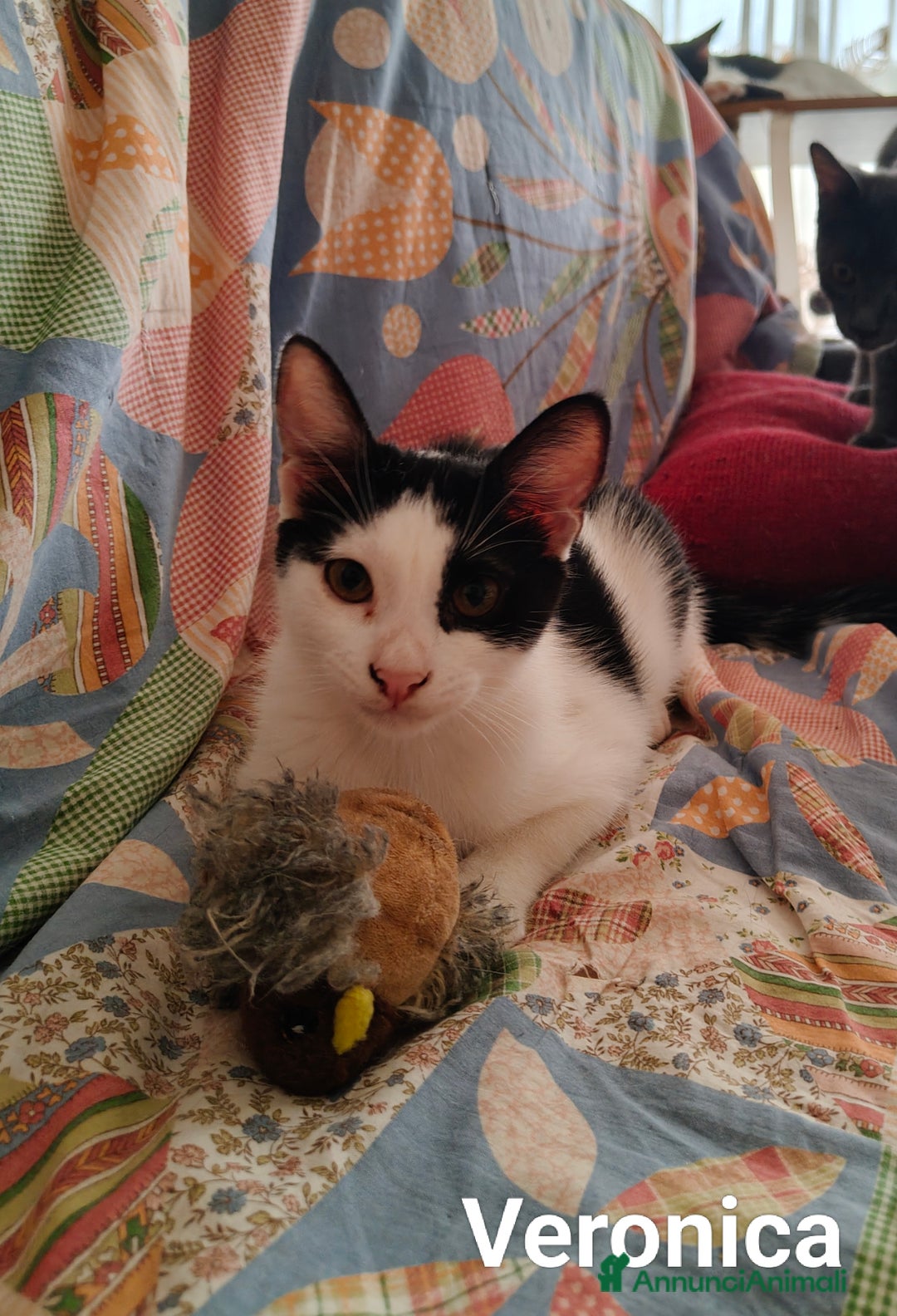 Europeo gatti in regalo: Veronica e Carla cercano casa - Immagine 2