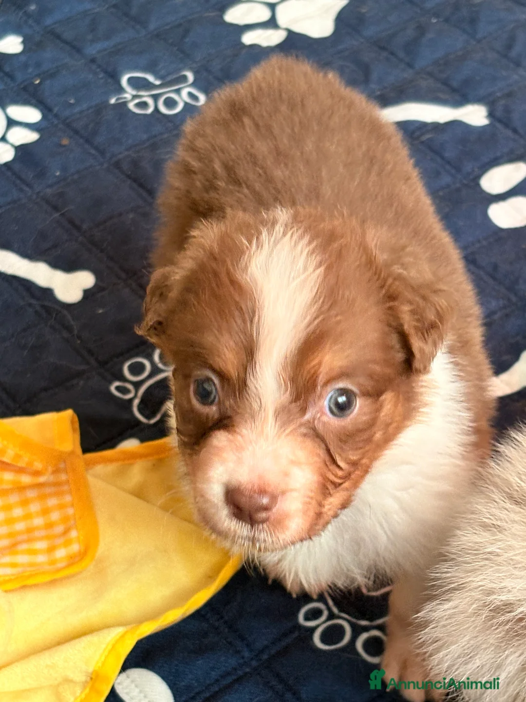 Australian Shepherd cani in vendita: Ultimo cucciolo - Annuncio 14