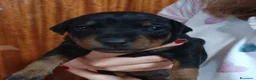 Pinscher Miniatura cani in vendita: Pinscher nani nero focato pedigree ENCI  - Annuncio 4