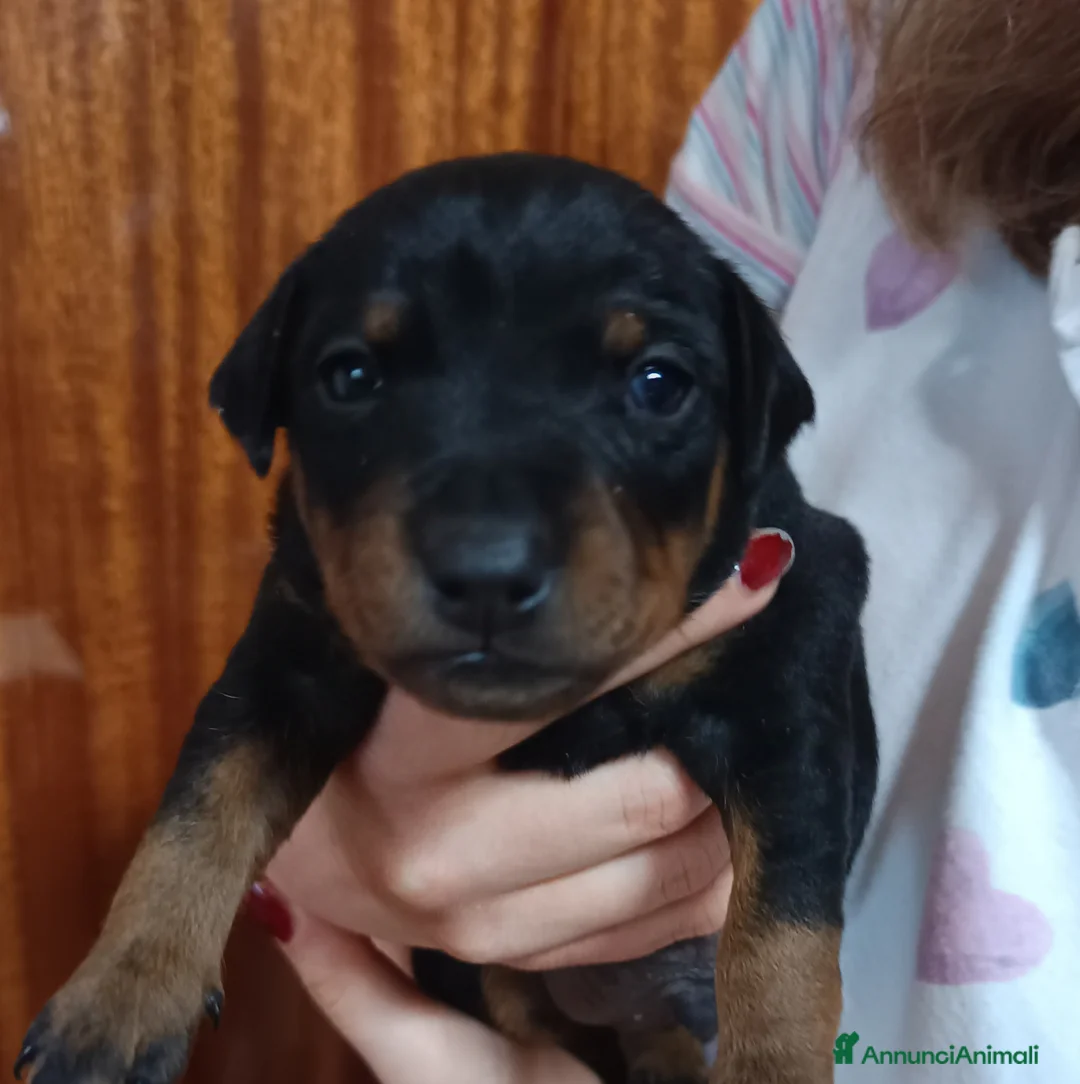 Pinscher Miniatura cani in vendita: Pinscher nani nero focato pedigree ENCI  - Annuncio 4