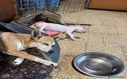 Meticcio cani in regalo: Nello, 30 giorni  a Provincia di Bergamo - Immagine 5