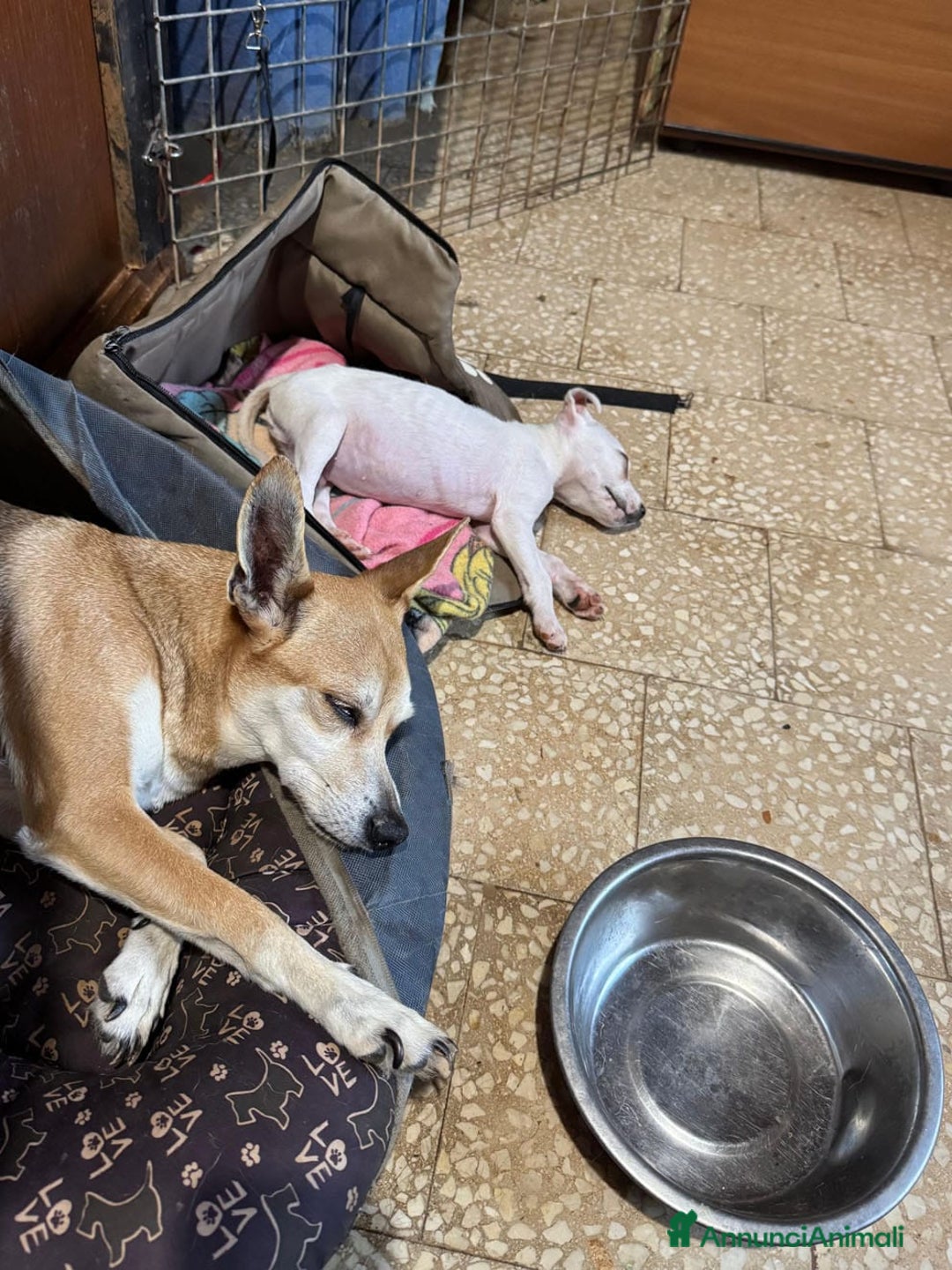 Meticcio cani in regalo: Nello, 30 giorni  a Provincia di Bergamo - Immagine 5