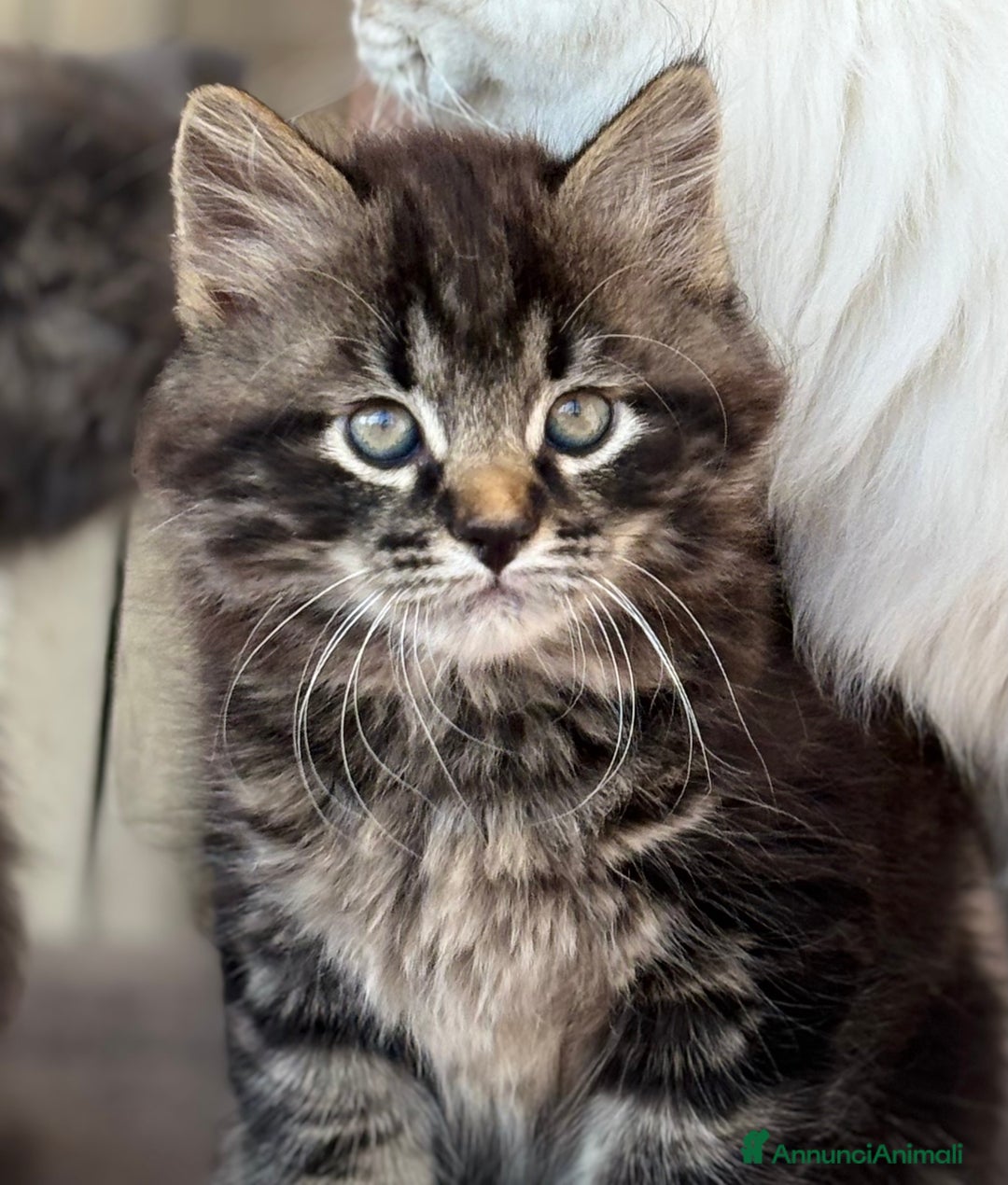 Siberiano gatti in vendita: Siberiano gattino ipoallergenico - Annuncio 4