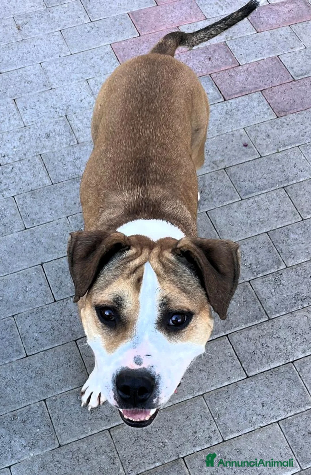 Meticcio cani in regalo: GOLD AMSTAFF - Annuncio 7