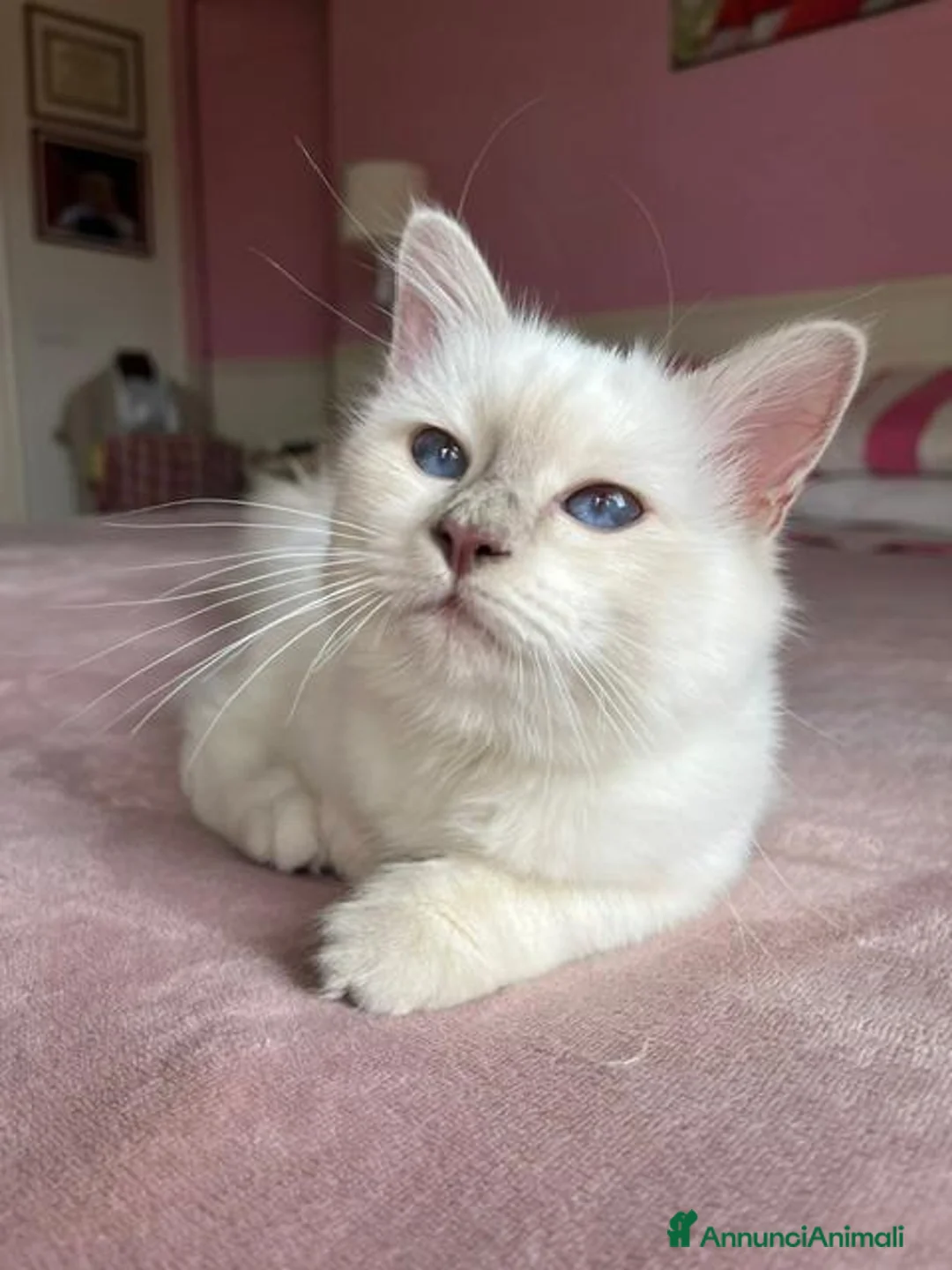 Sacro di Birmania gatti in vendita: Gattina sacro di Birmania a Città metropolitana di Milano - Annuncio 7