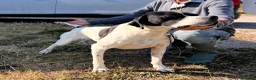 Pointer cani in vendita: Pointer maschio bianco nero - Annuncio 3
