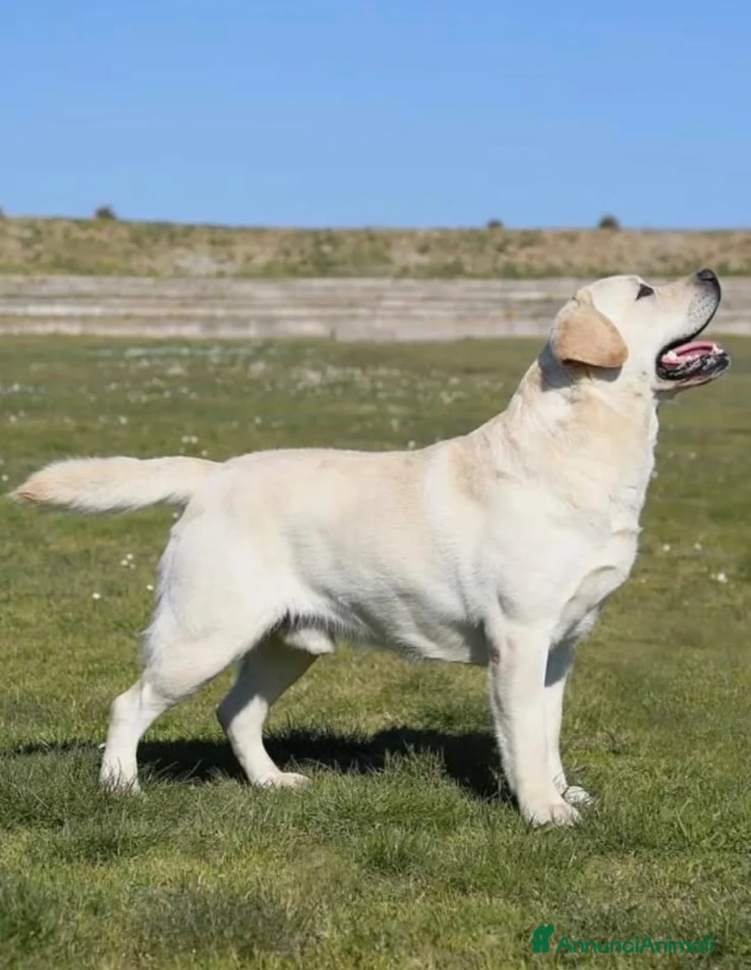 Labrador cani in vendita: Cuccioli Labrador Retriever - Annuncio 8