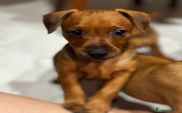 Pinscher Miniatura cani in vendita: Pinscher nano a Provincia di Pavia - Immagine 3