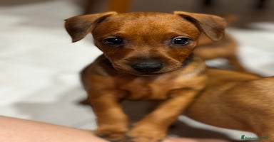 Pinscher Miniatura cani a Provincia di Pavia - Annuncio 9