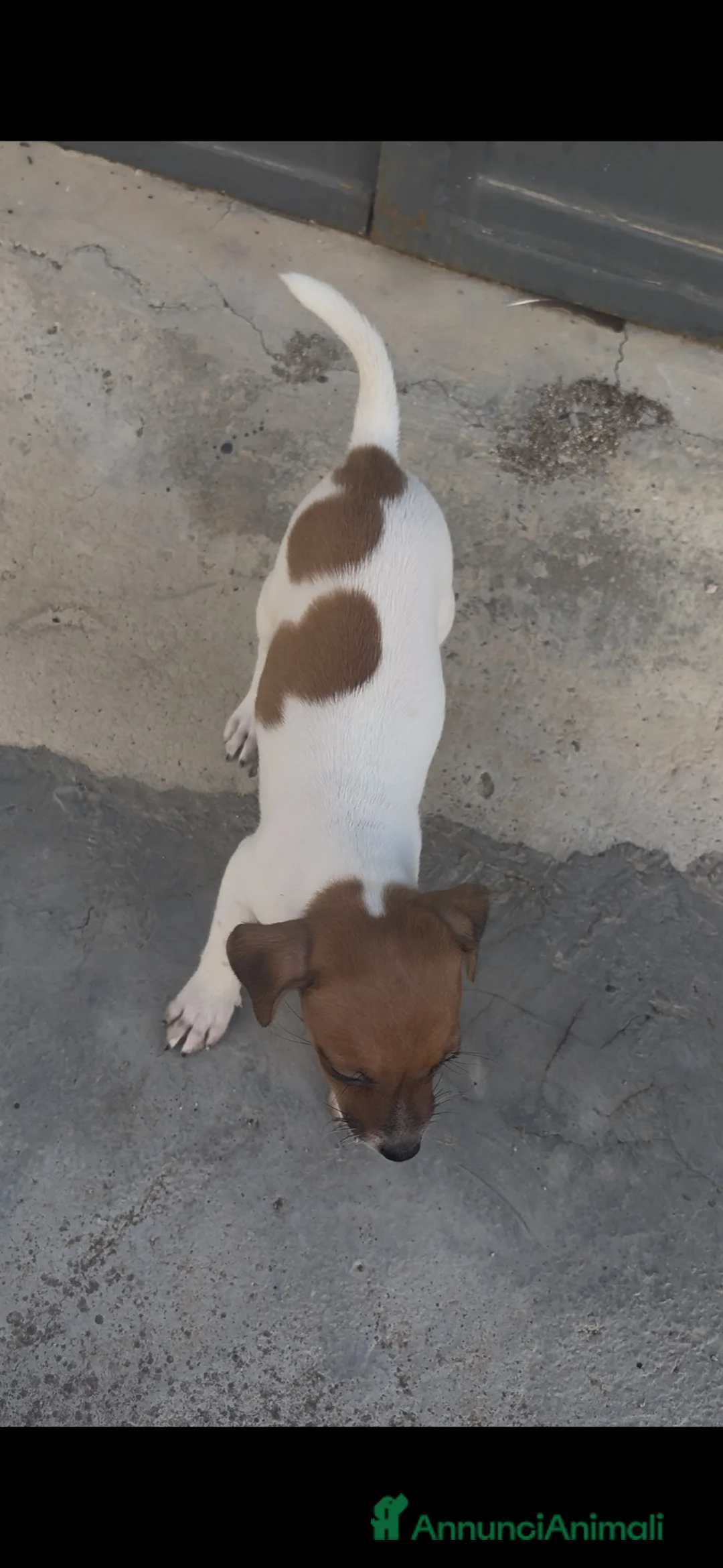 Jack Russell cani in vendita: Splendidi cuccioli di Jack Rusell - Annuncio 2