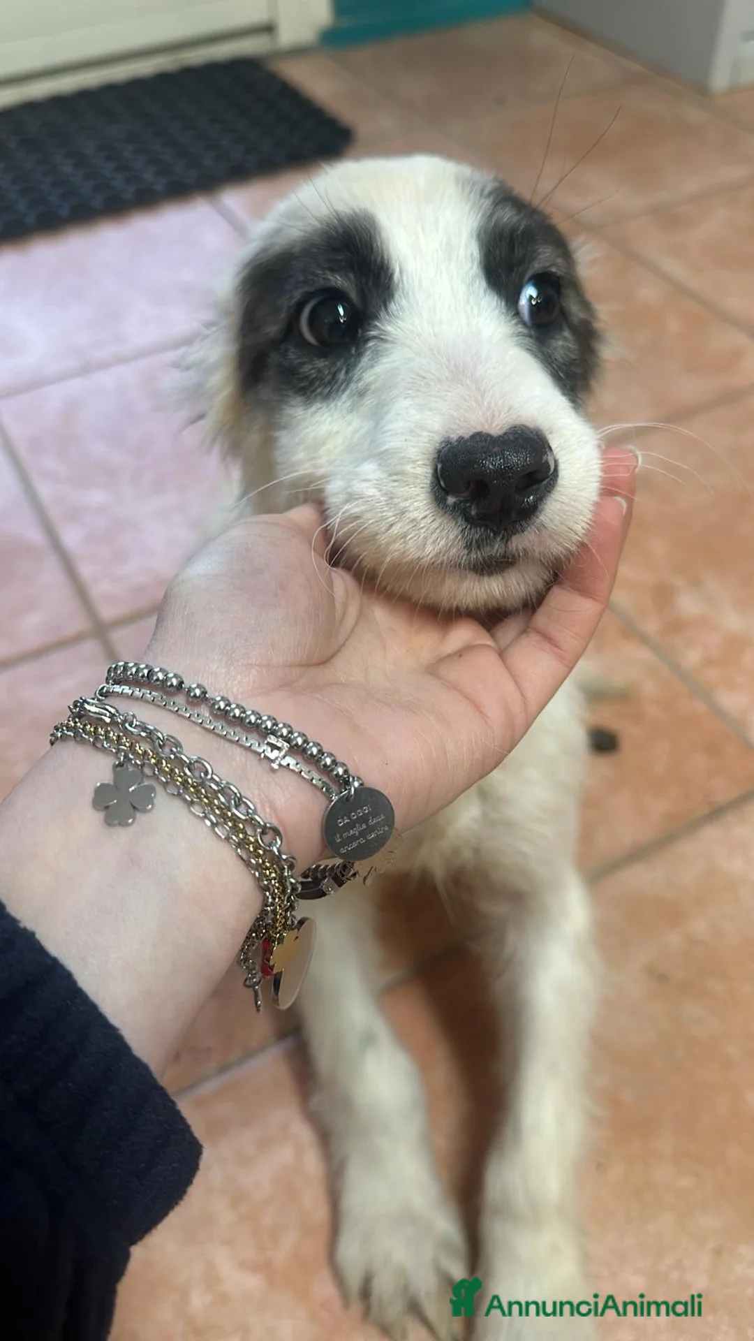 Meticcio cani in regalo: Niko, dolcissimo cucciolo cerca casa  - Annuncio 4
