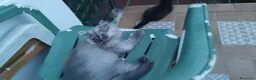 Persiano gatti in vendita: Persiano  - Annuncio 2