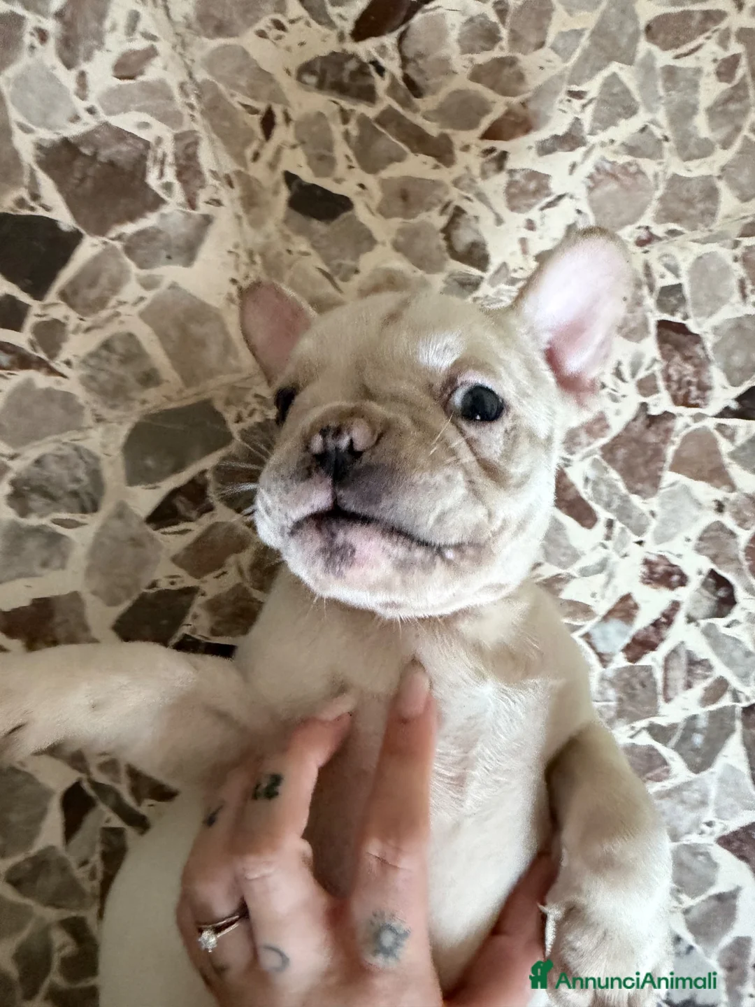 Bulldog Francese cani in vendita: Femmina bulldog francese  - Annuncio 11