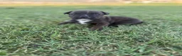 Staffordshire cani in vendita: Stupendi Staffy - Annuncio 12