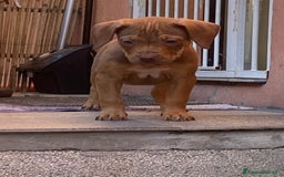 Pitbull cani in vendita: Cucciola di Pitbull Tricolor con Pedigree  a Città Metropolitana di Milano - Immagine 5