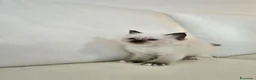 Sacro di Birmania gatti in vendita: Cuccioli Sacro di Birmania disponibili  - Annuncio 4