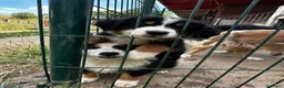 Australian Shepherd cani in vendita: Cucciolo pastore australiano black tricolor - Annuncio 3