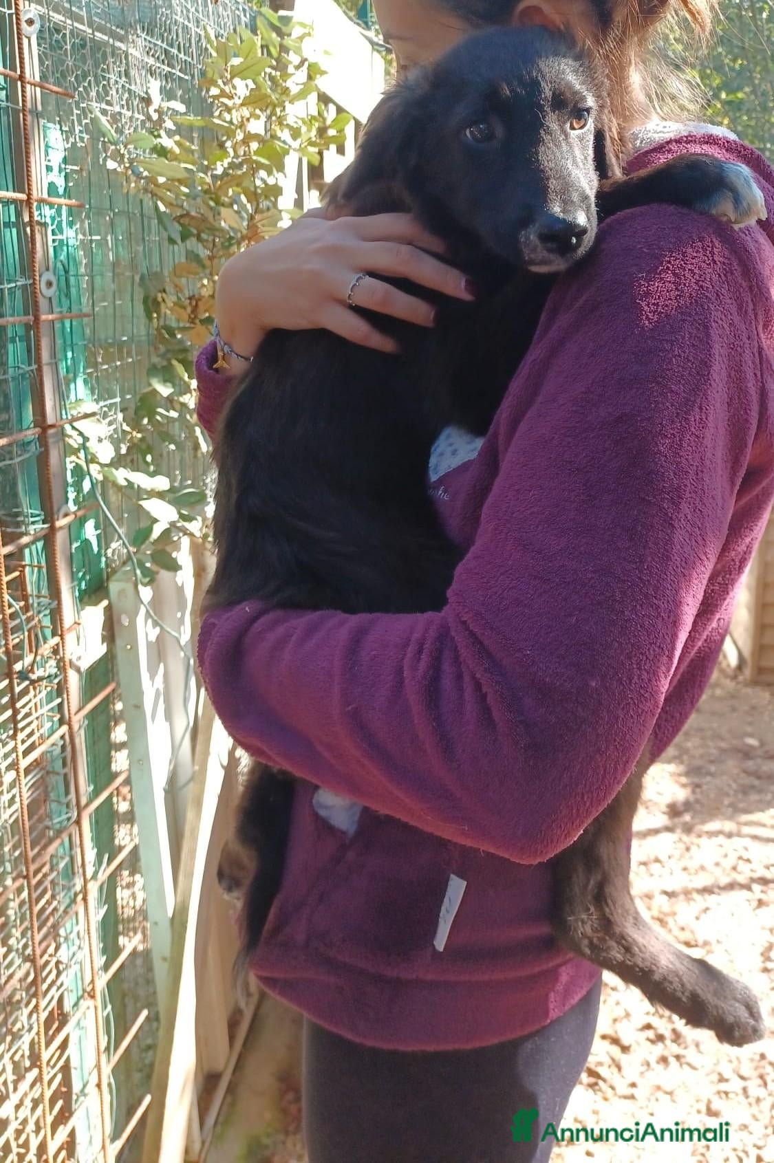 Setter Inglese cani SPLENDIDI SIMIL SETTERINI - Annuncio 2